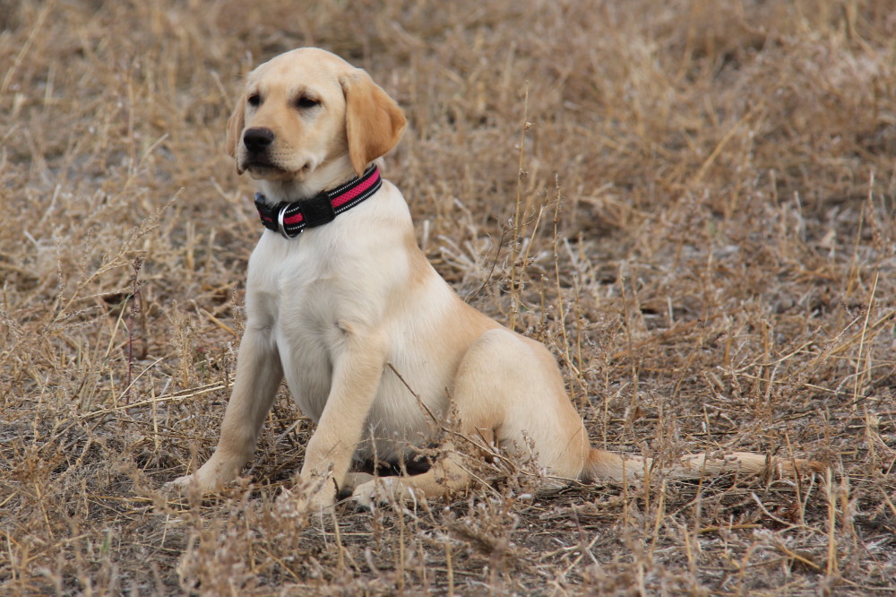 golden labrador female pup