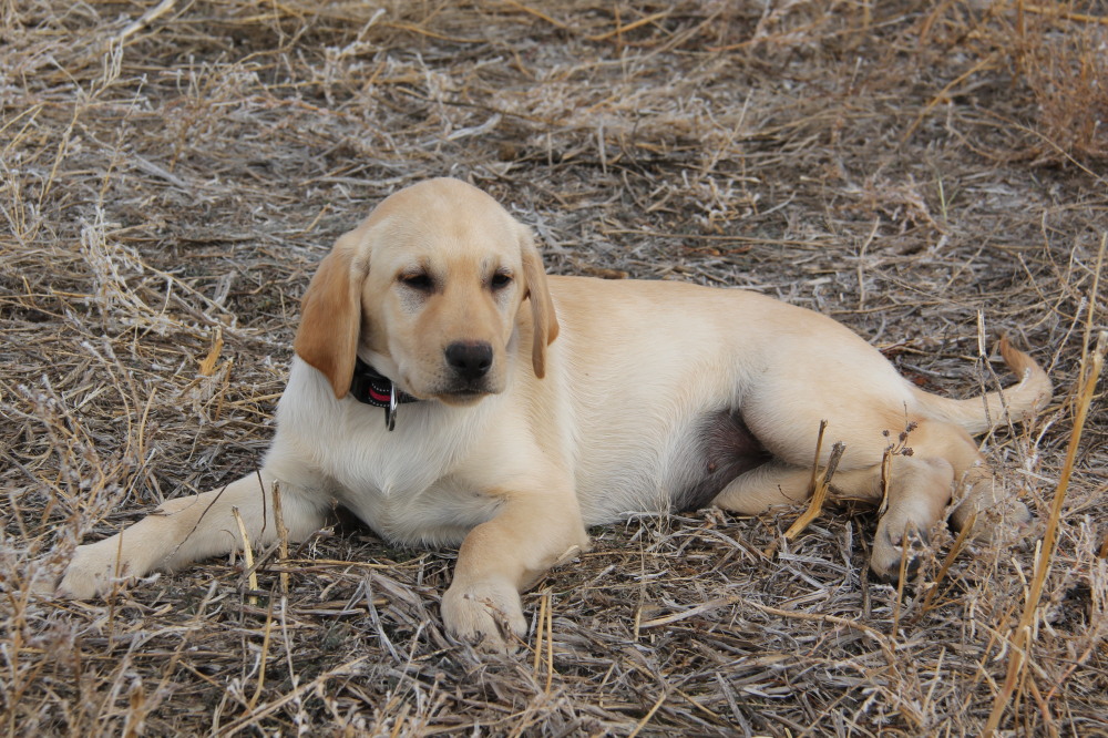 labrador retriever snow female pup