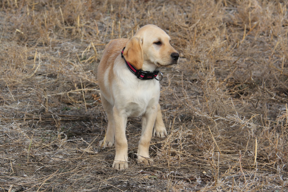 labrador city male puppies