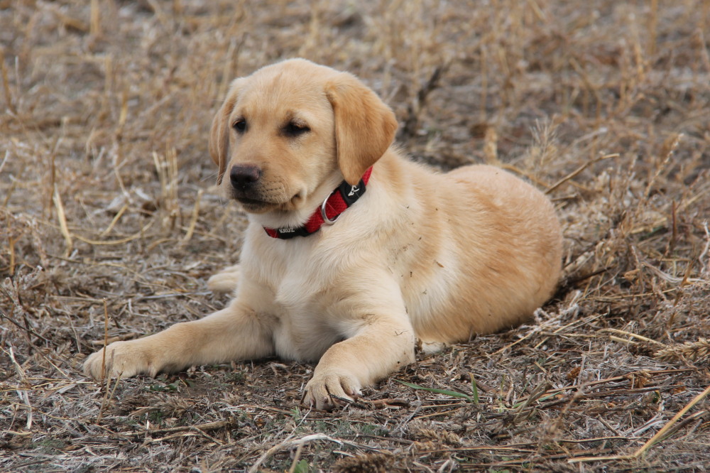 available labrador canada male pups