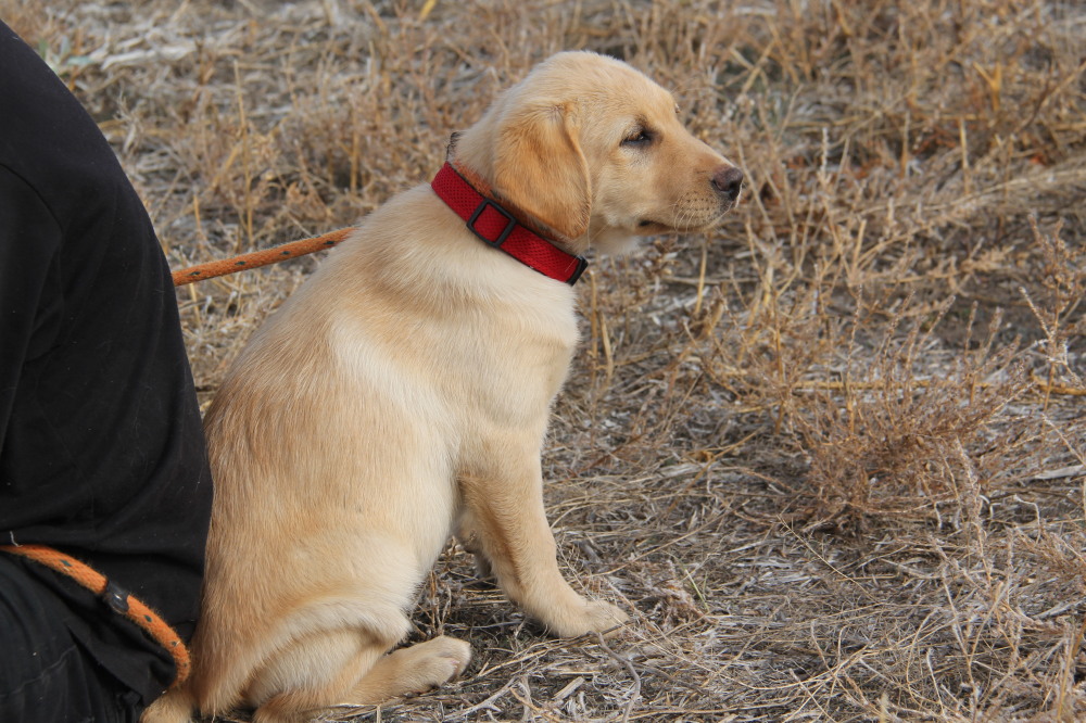 female labrador dog pup