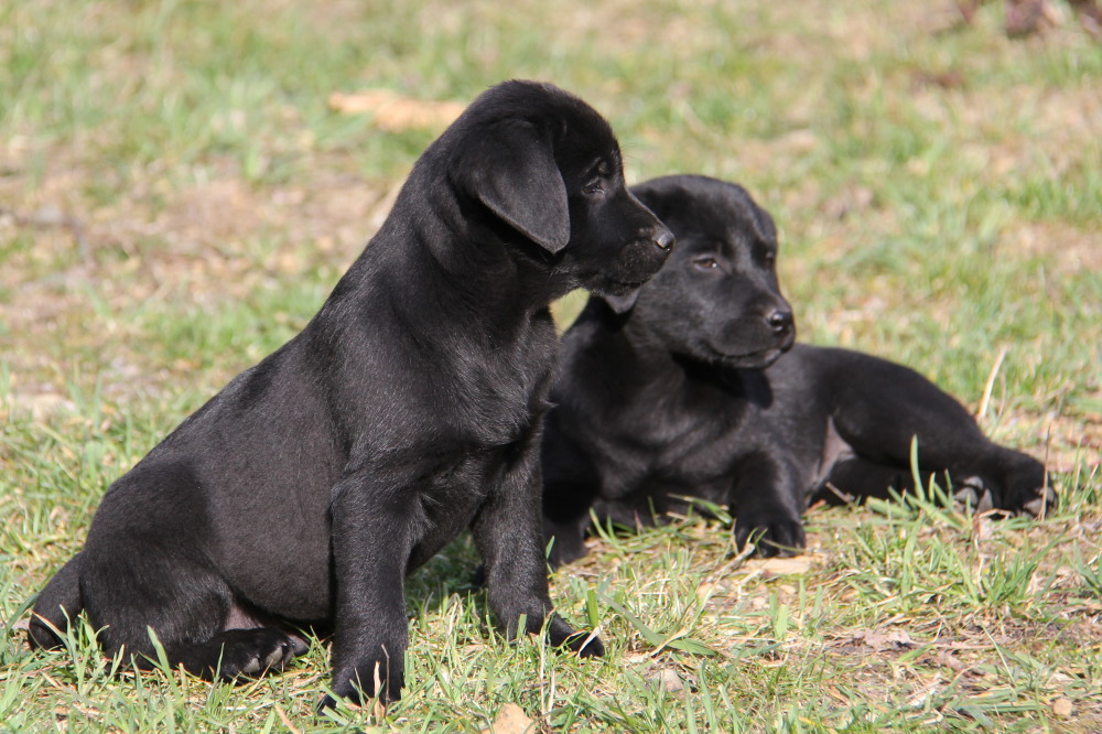 black lab puppies for sale