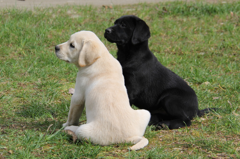 yellow lab puppies for sale