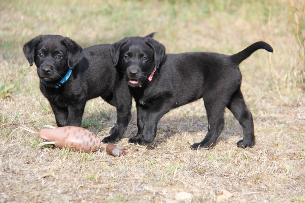 black lab puppy