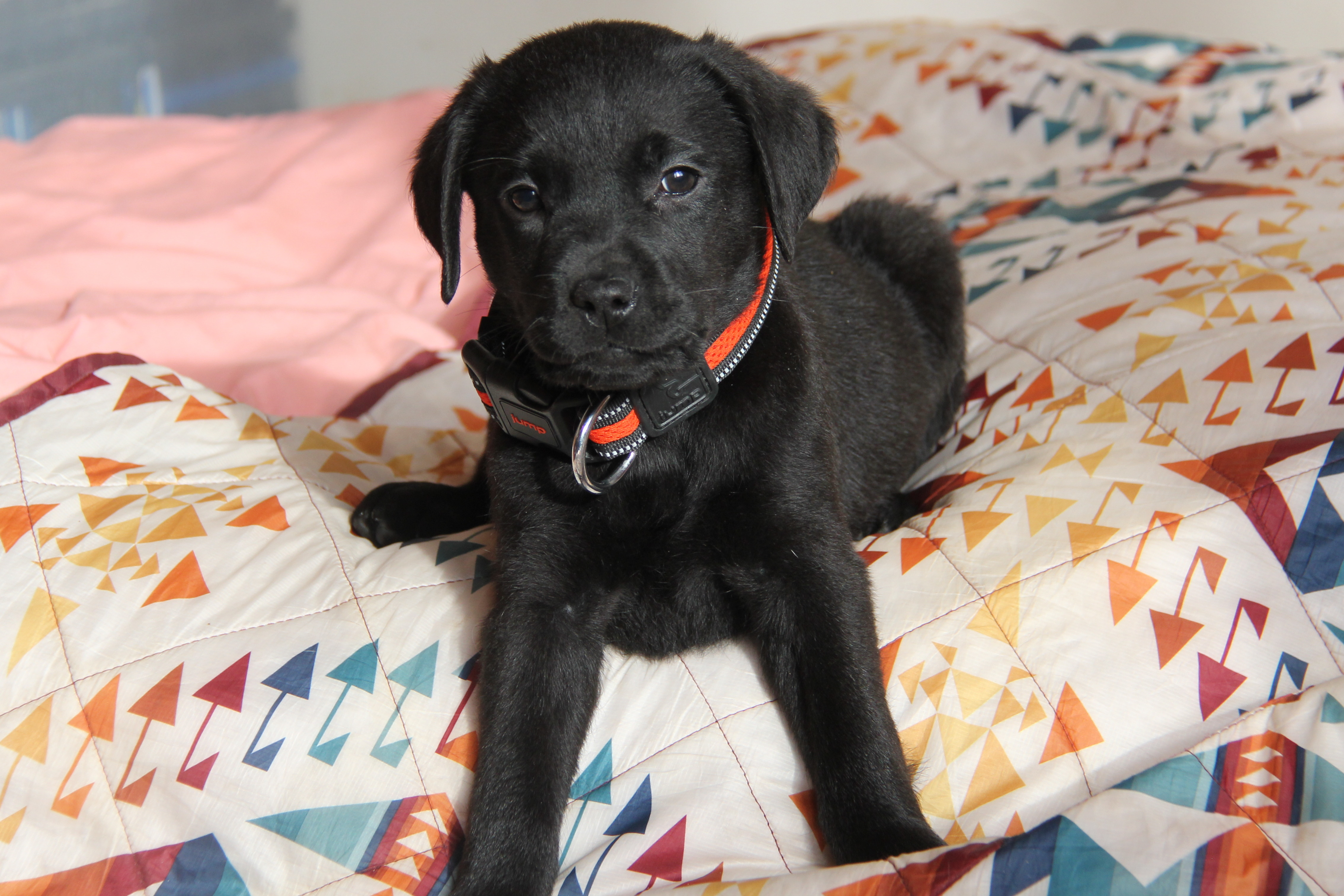 4 week old yellow lab puppy