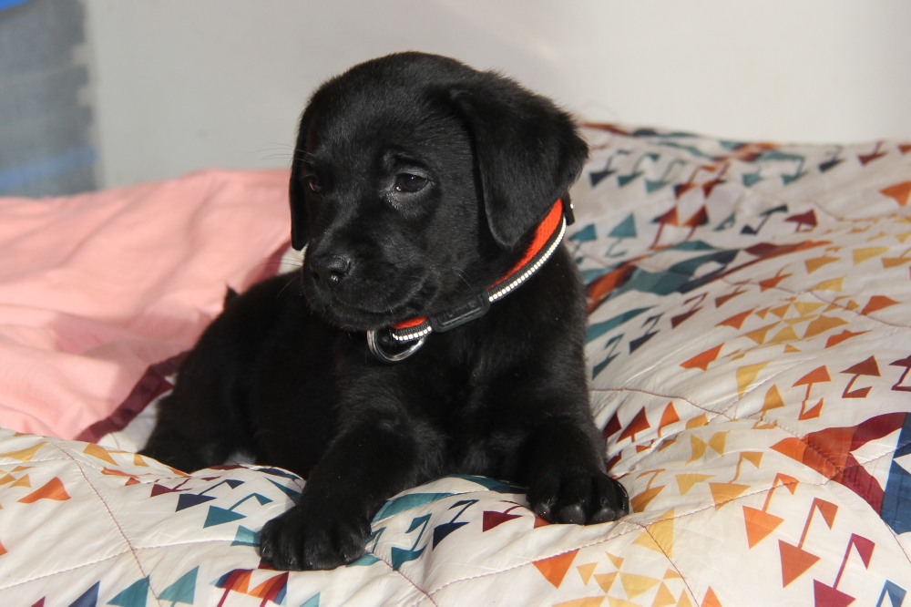 Yellow labrador puppies