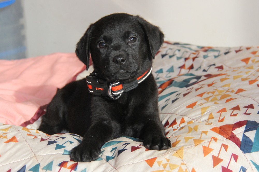 yellow male labrador puppies