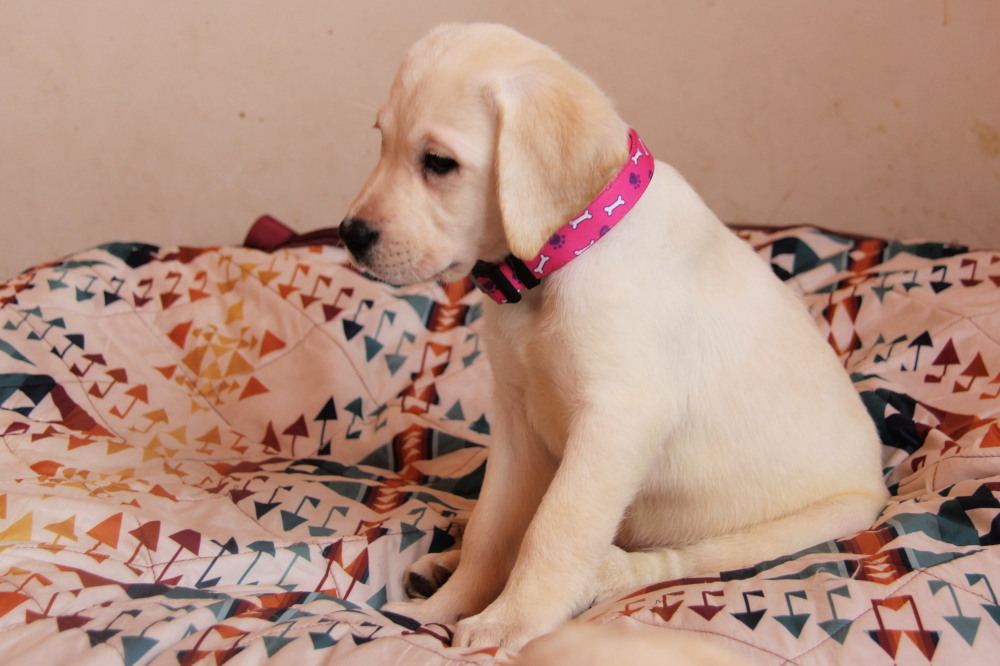 yellow puppy