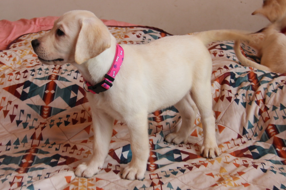 female pup