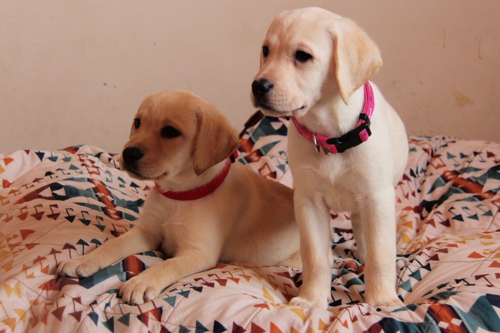 available male pups