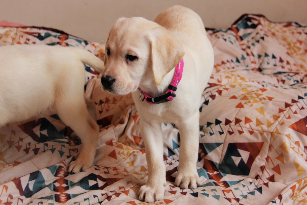 yellow male puppies