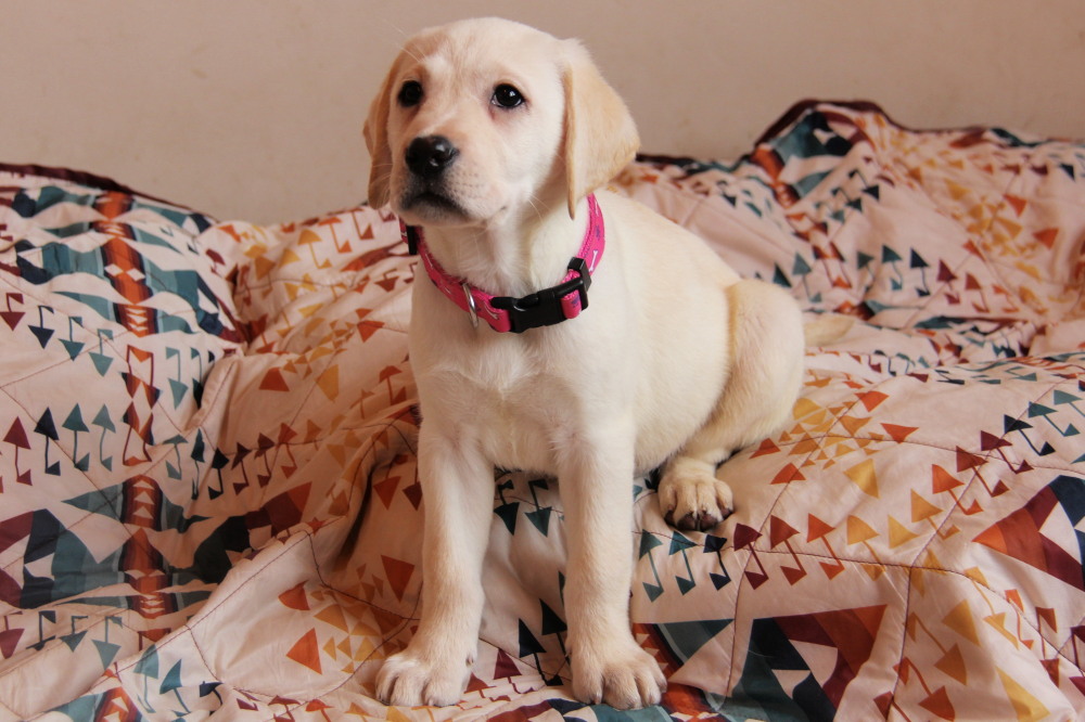female puppies