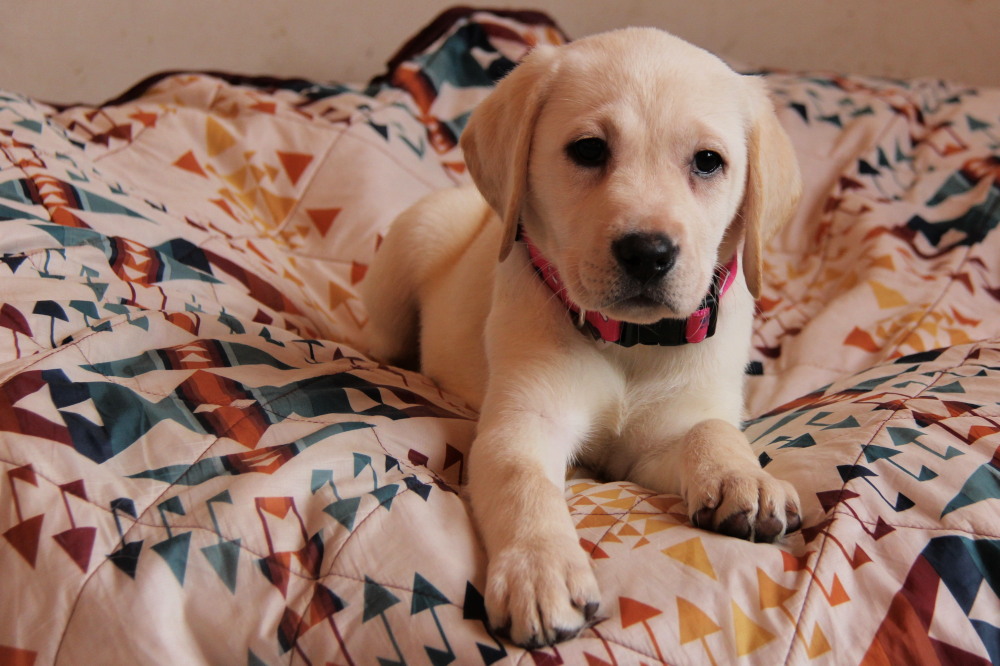 male lab