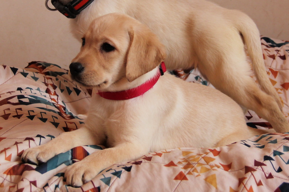 puppies