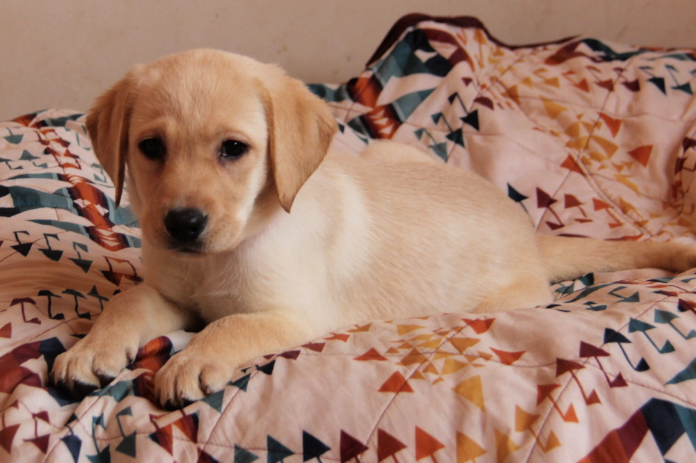 Yellow male A1 lab puppy