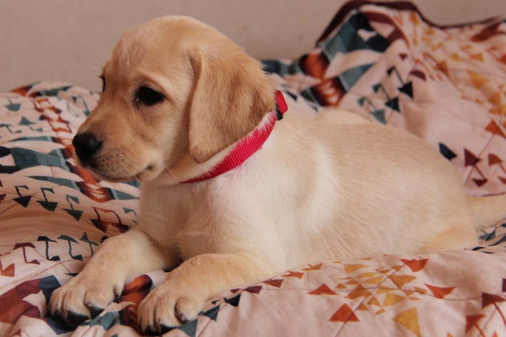 how much does a yellow lab puppy cost