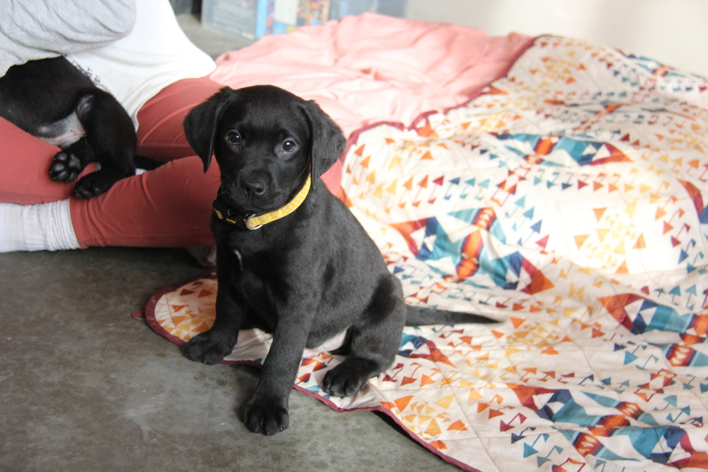 chocolate male A1 lab puppy