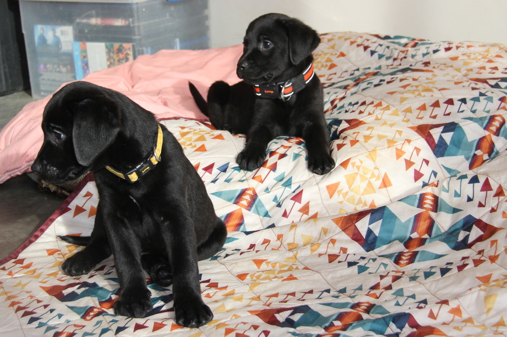Black snow male pup