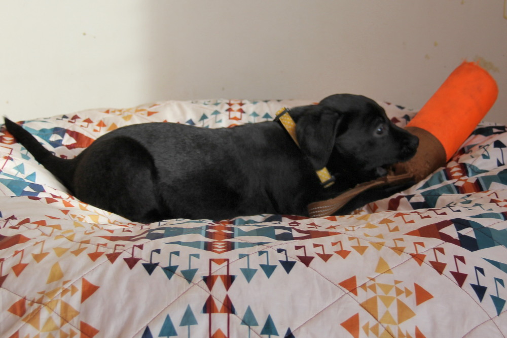 C4 puppy almost chocolate