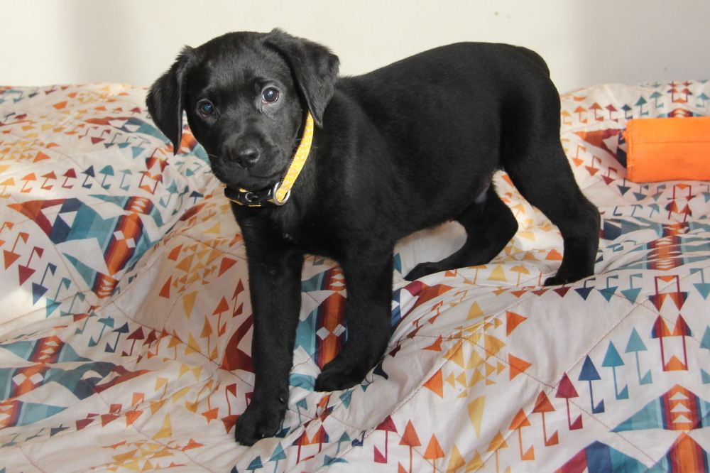 black male pup