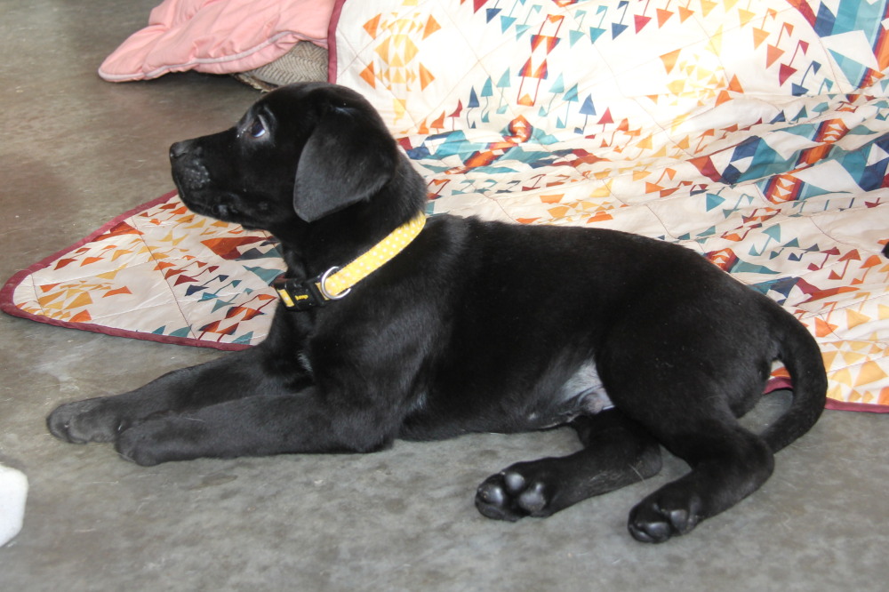 chocolate male pup