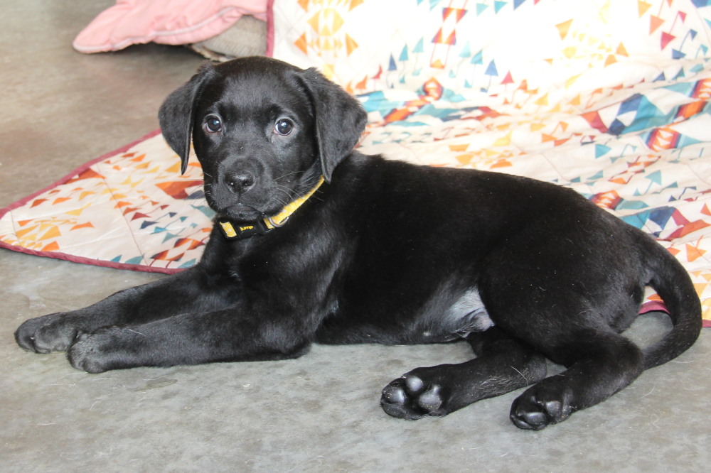 C4 puppy almost black & white