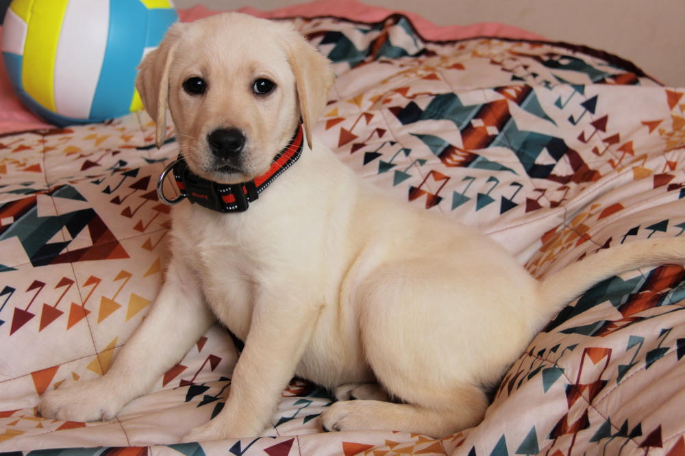 yellow lab puppy