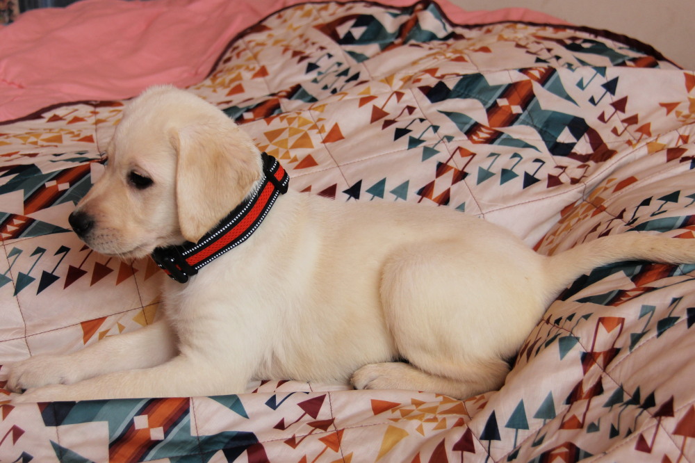 Yellow female labrador