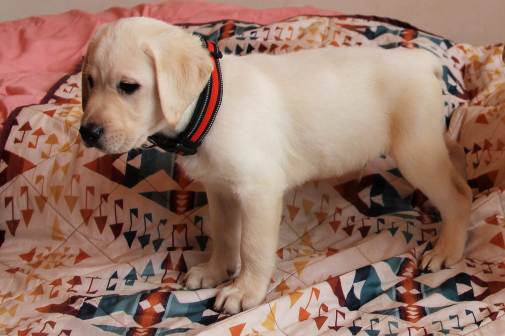 all yellow female labrador puppies