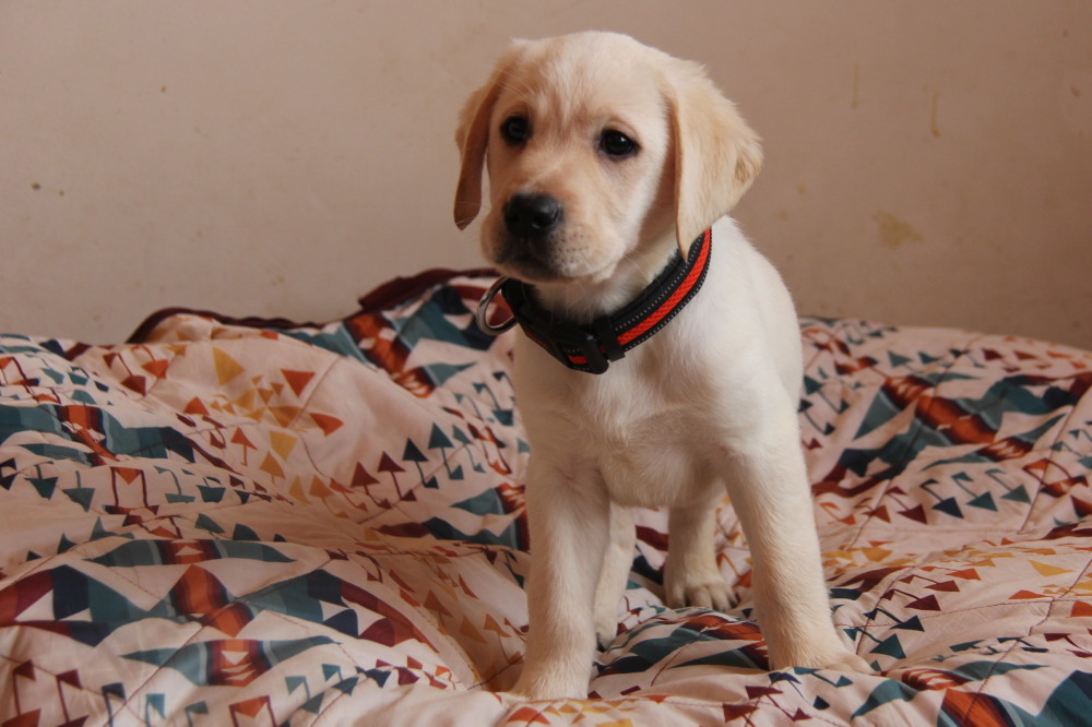 Yellow female labrador pup