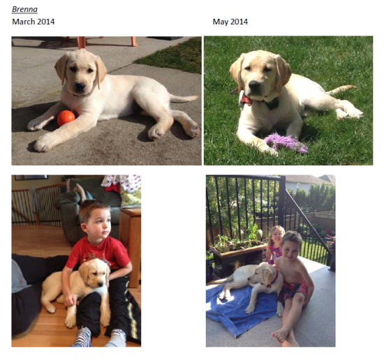 Brenna, lab puppy pictures 2014