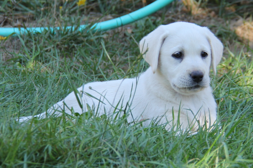 yellow labrador retriever