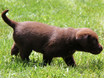 available male chocolate labrador retrievers pups