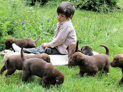 female chocolate lab puppies for sale