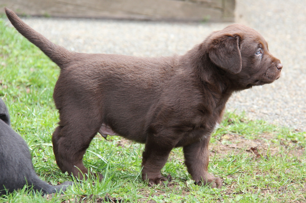 chocolate labrador puppies #2