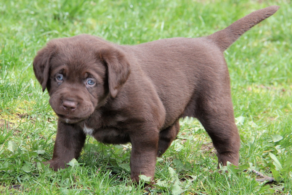 Chocolate Lab Puppies for Sale