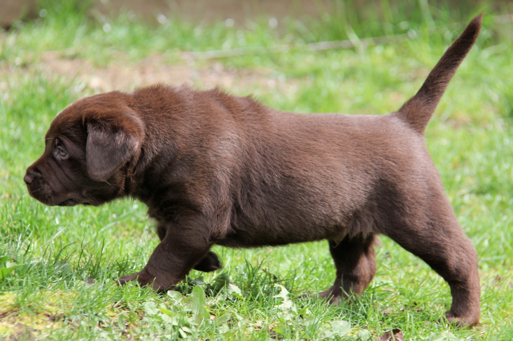 english chocolate lab puppy