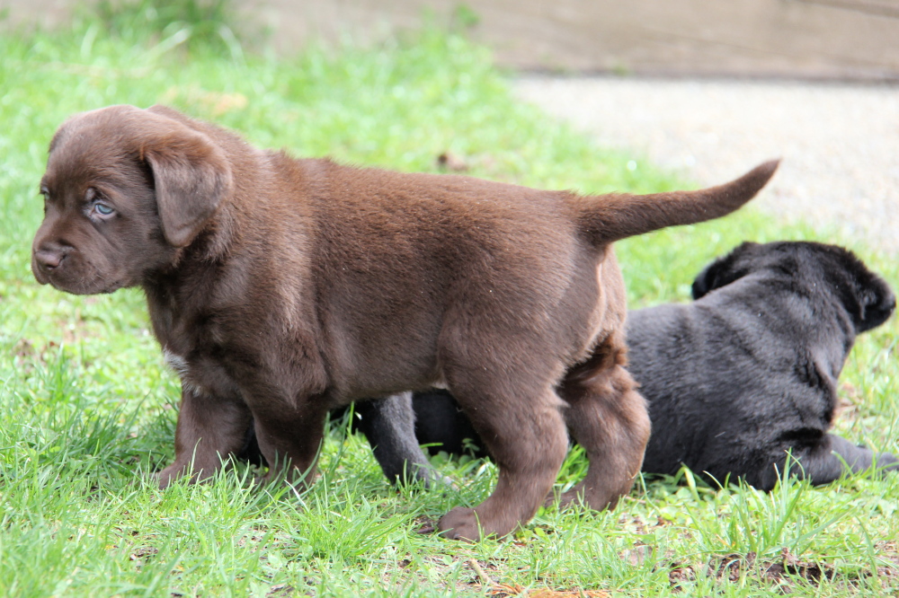 female chocolate lab puppies