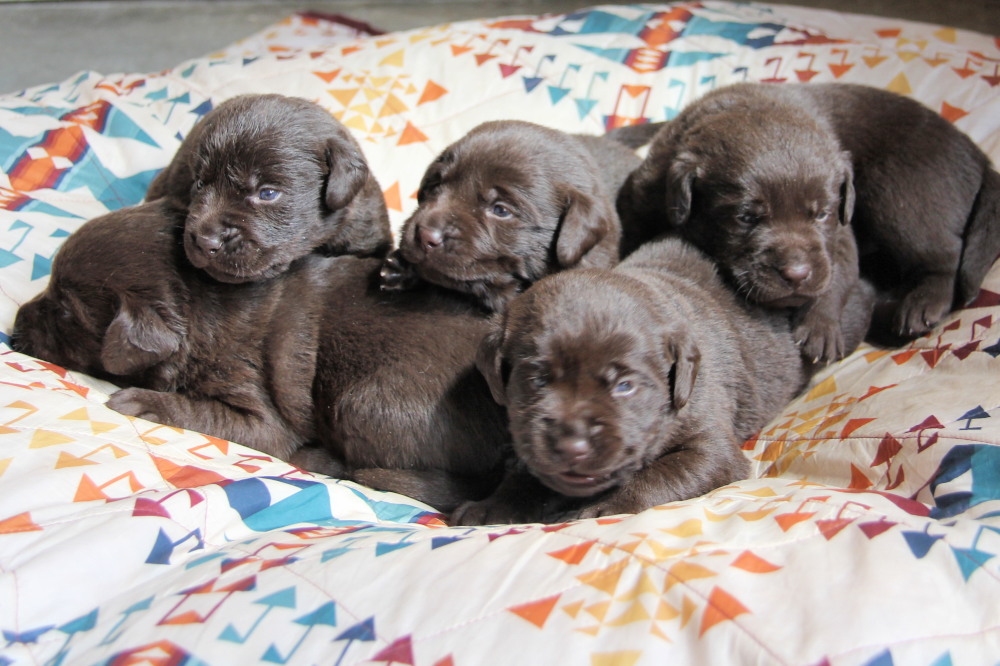 choco lab puppies