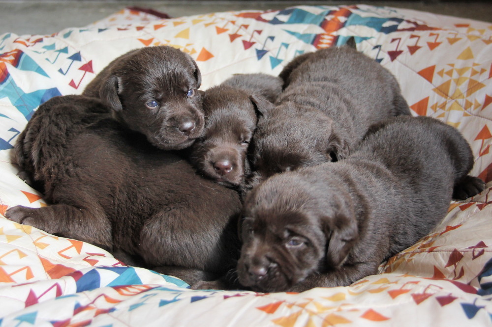 choco lab puppies for sale