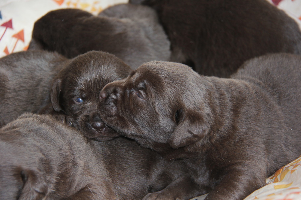choco lab male pup