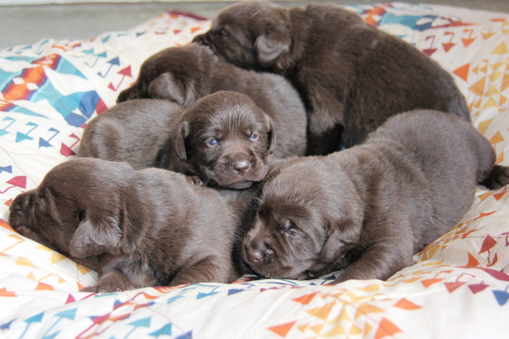 choco lab puppy