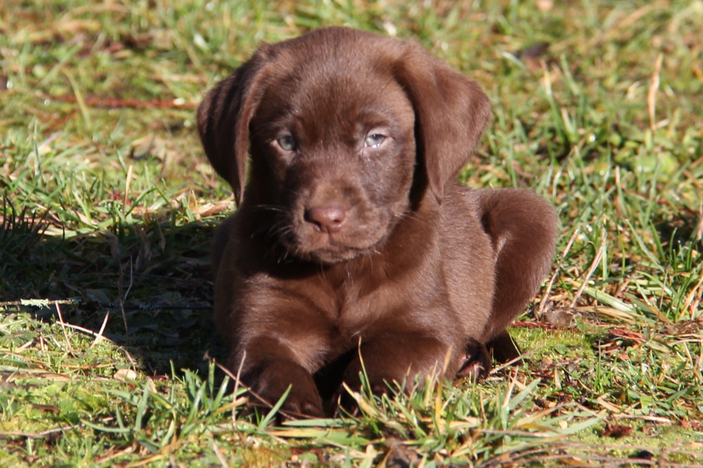 female chocolate lab pupp