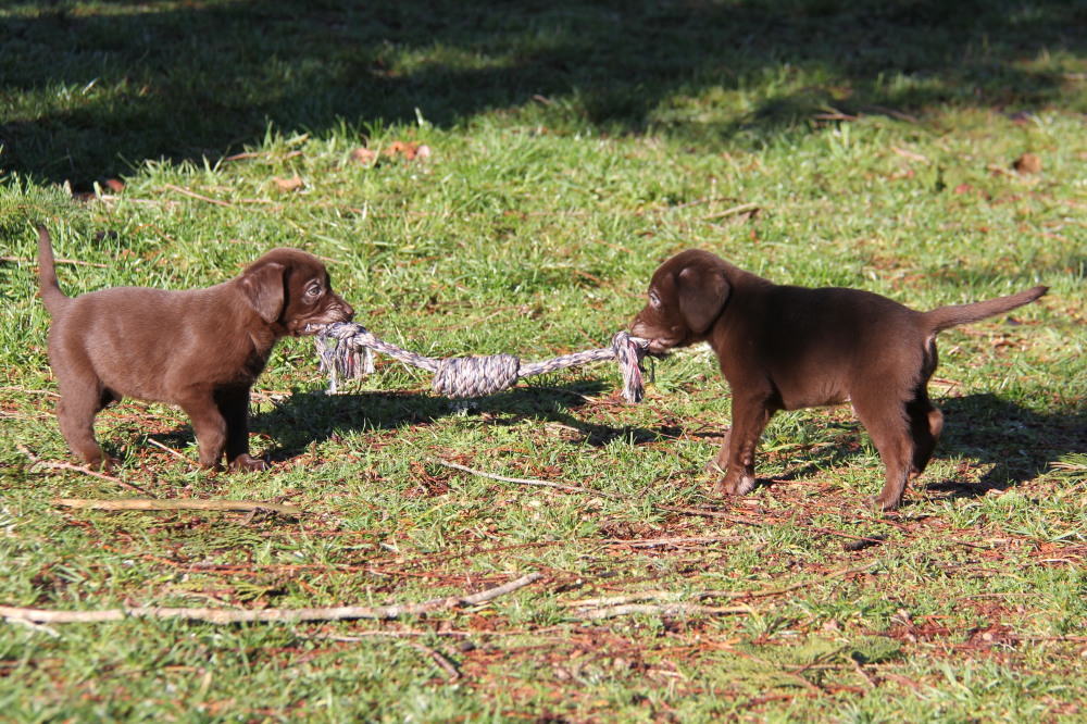 male chocolate labrador puppy