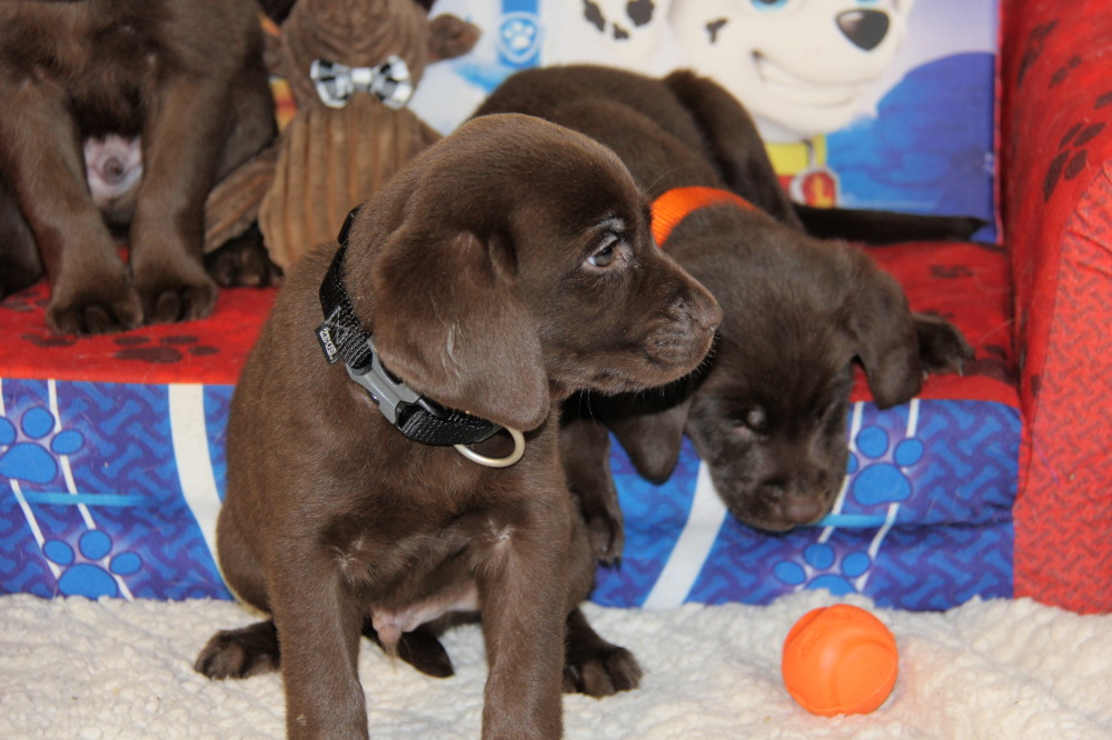 red collar puppies