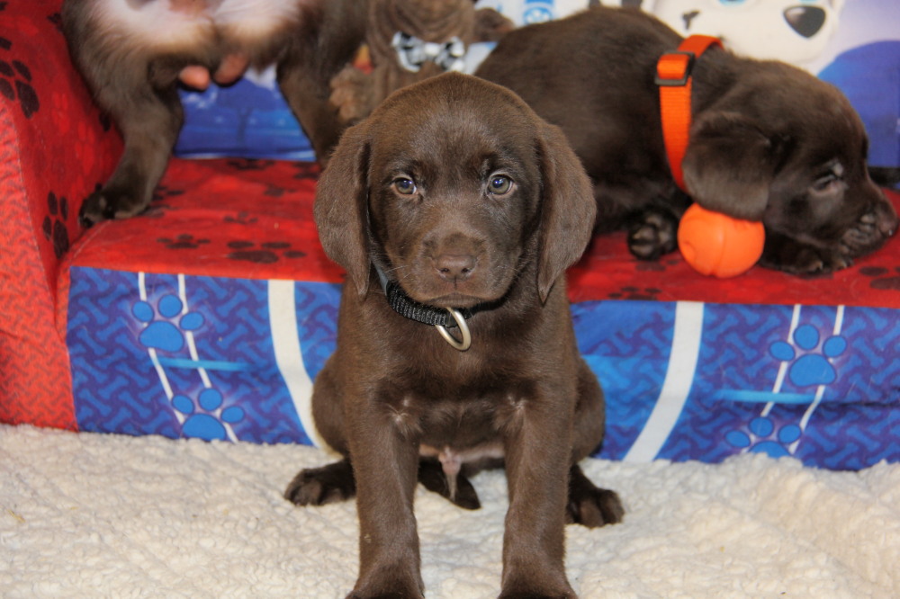 black male lab puppy retrieving toy