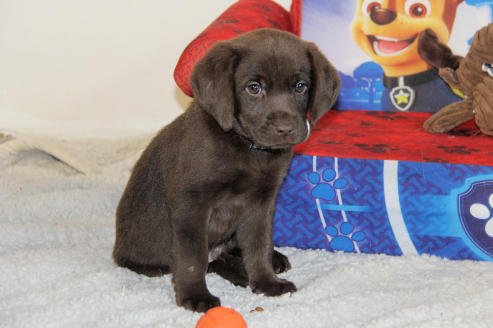all choclate female and male puppies