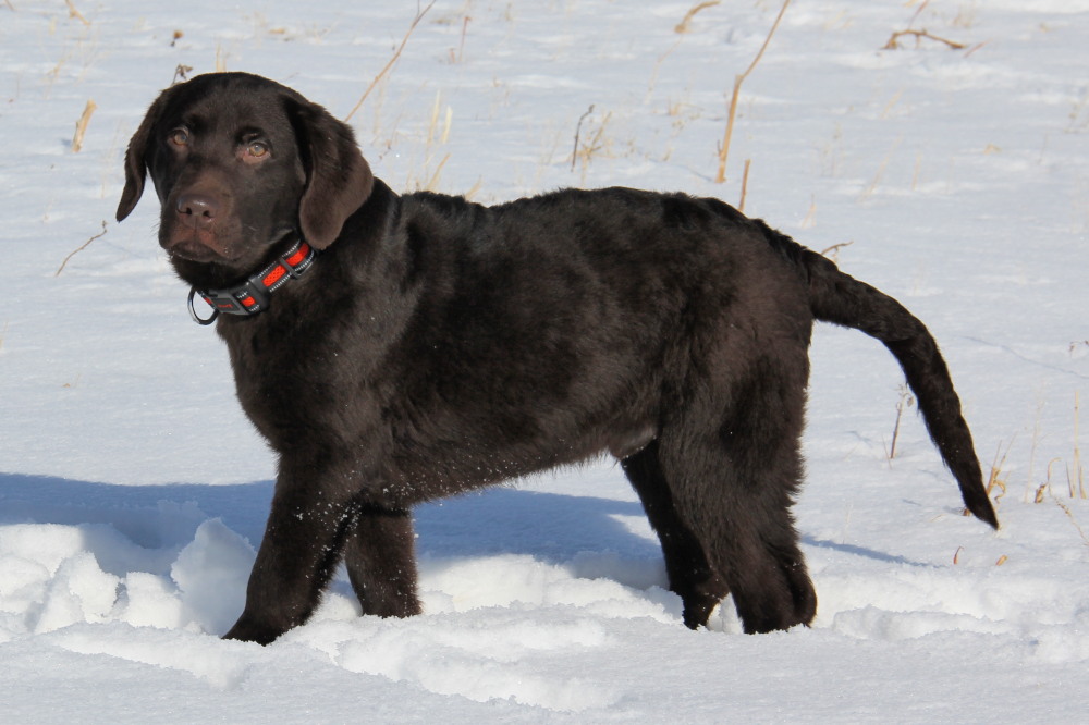 chocolate lab puppies