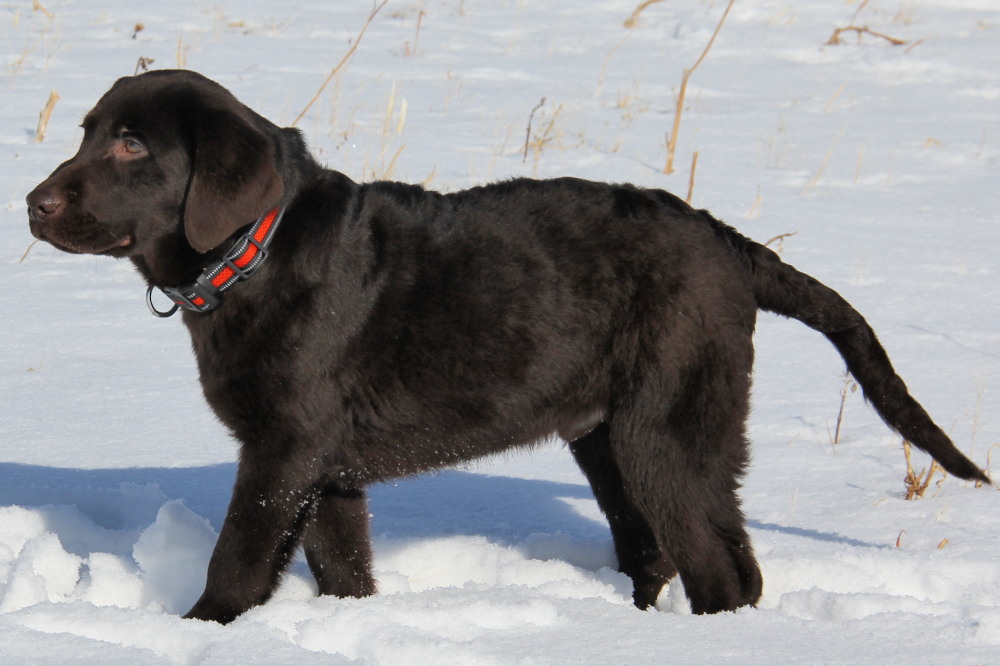 male lab puppy