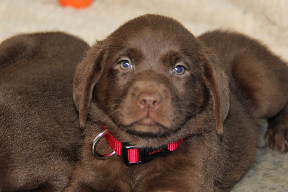 white collar male lab puppy with toy